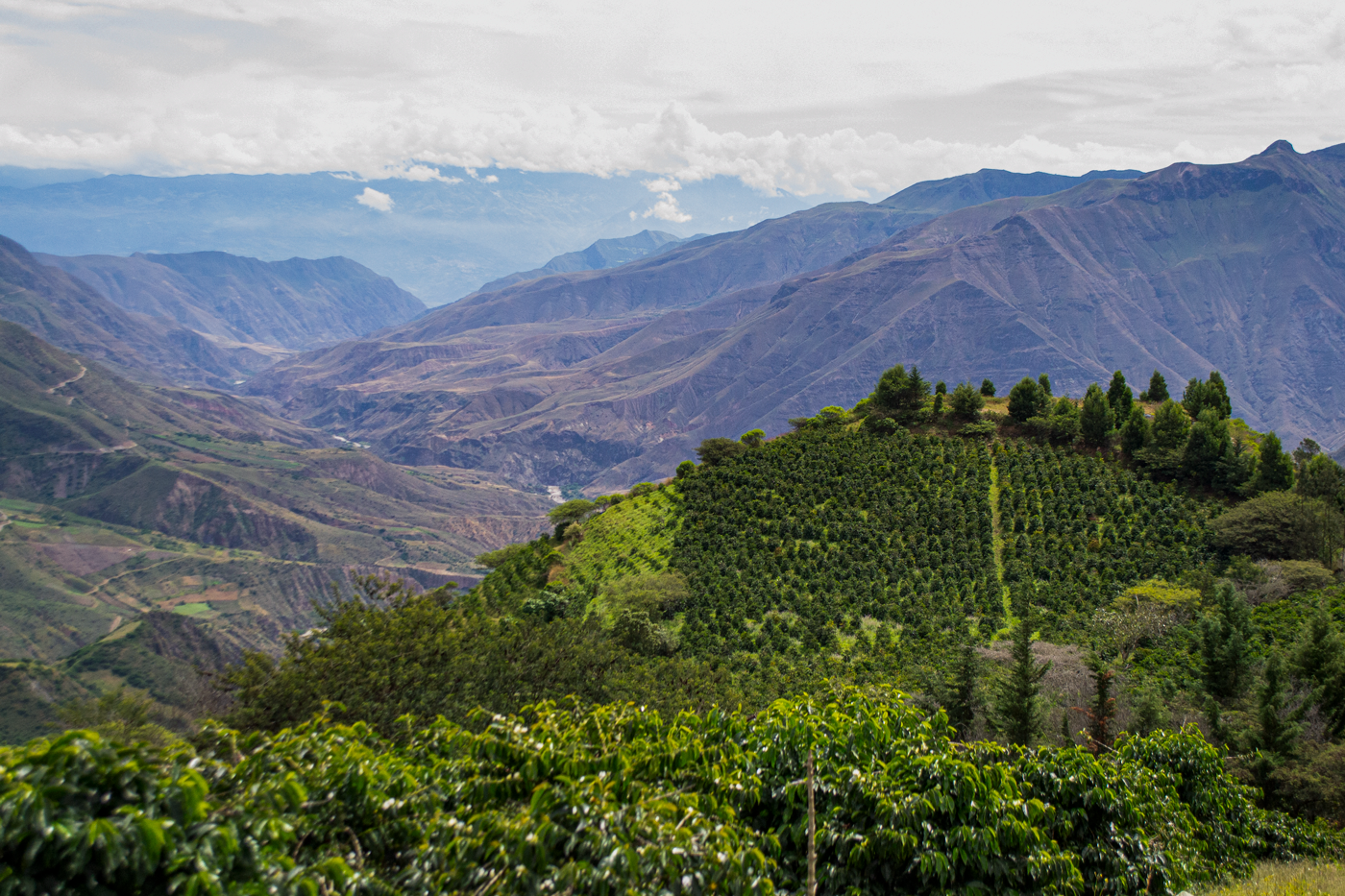 Typica - Anaerobic Natural - Hacienda La Papaya