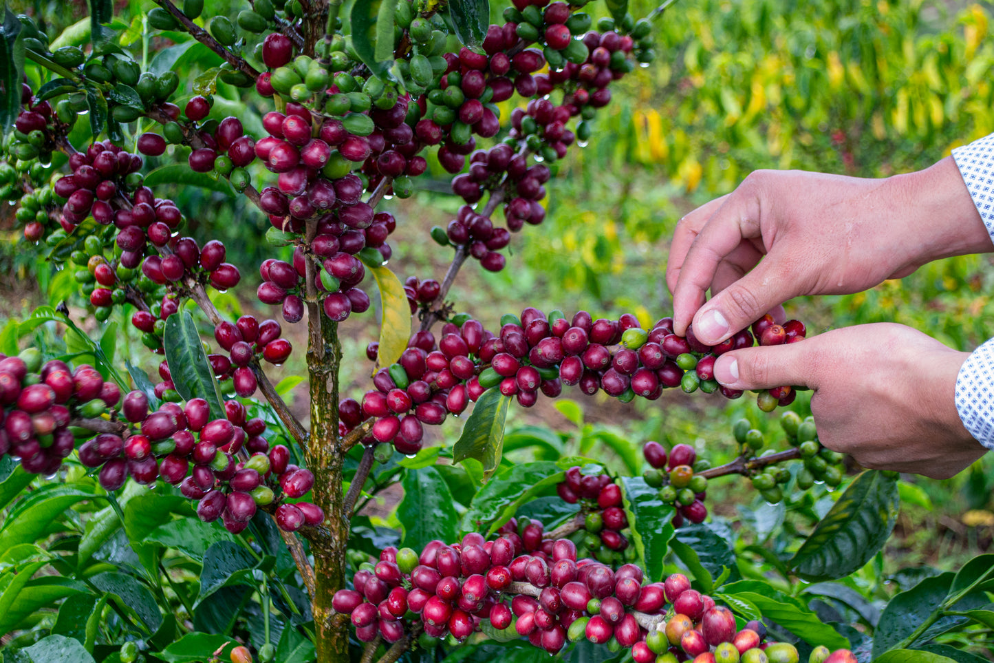 Typica Mejorado - Washed - Hacienda La Papaya