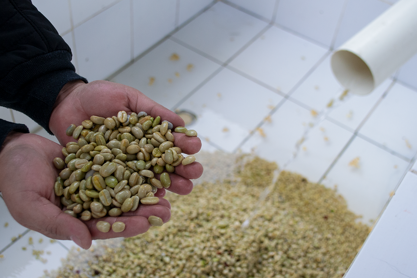 Typica Mejorado - Yeast Washed - Hacienda La Papaya ‑ Reserve