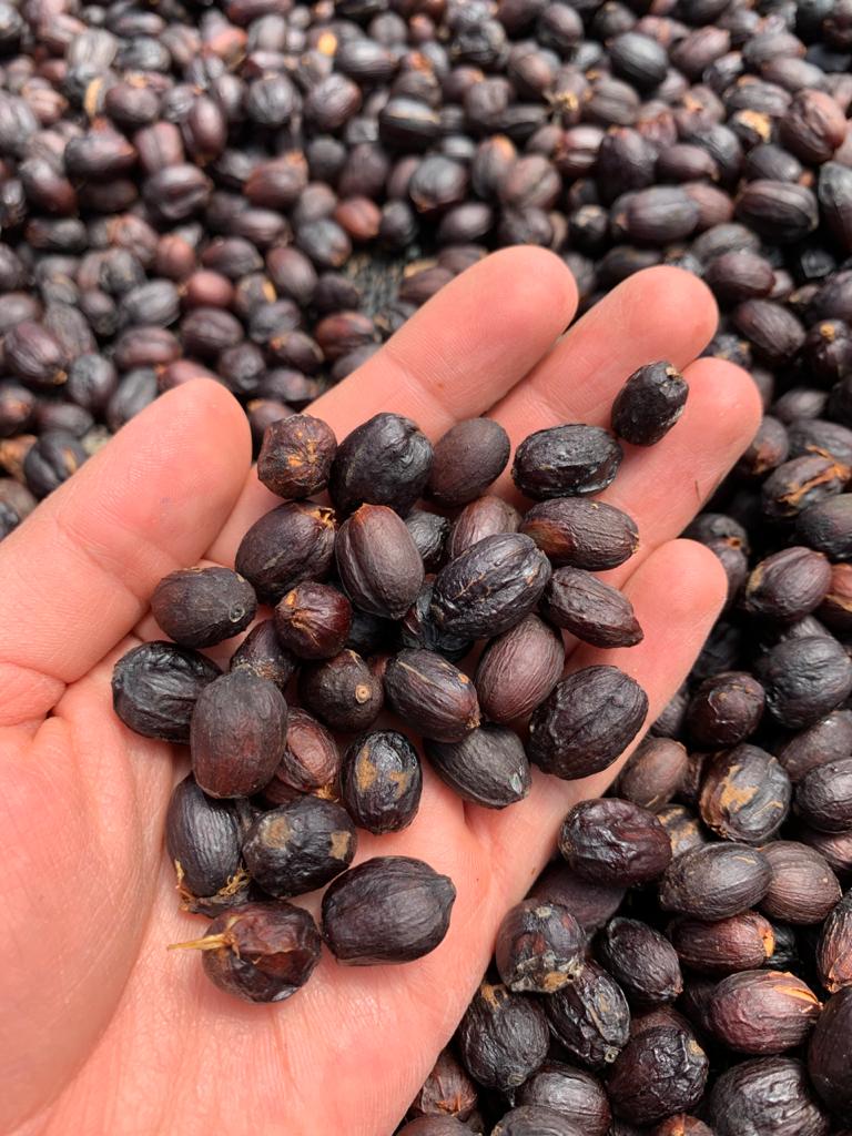 Typica Mejorado - Natural - Hacienda La Papaya