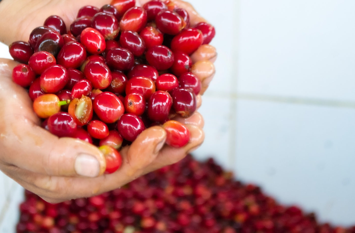 Typica - Anaerobic Natural - Hacienda La Papaya