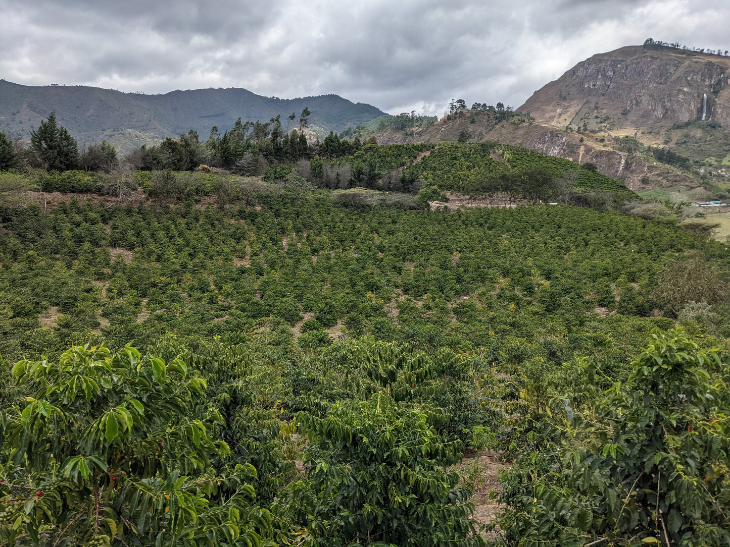 Typica Mejorado - Natural - Hacienda La Papaya
