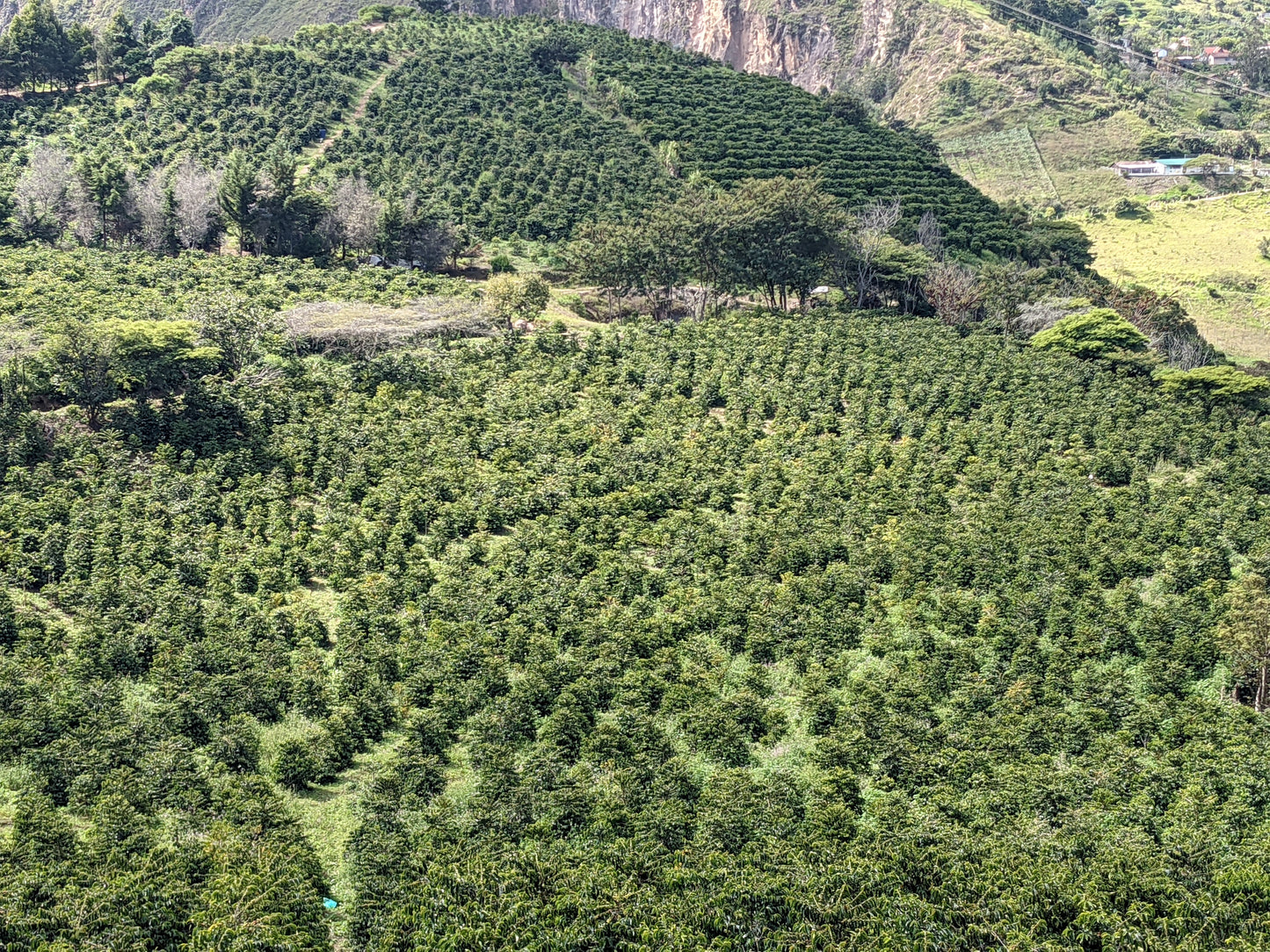 Typica Mejorado - Yeast Washed - Hacienda La Papaya ‑ Reserve