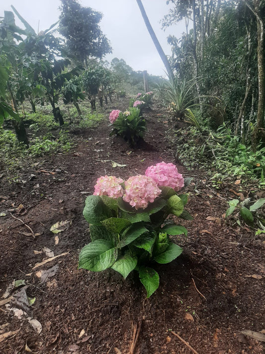 Spotlight on Finca El Sendero