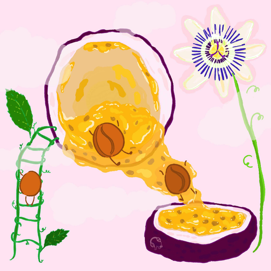 Purple Caturra - Passionfruit Co‑ferment Washed - Finca Monteblanco