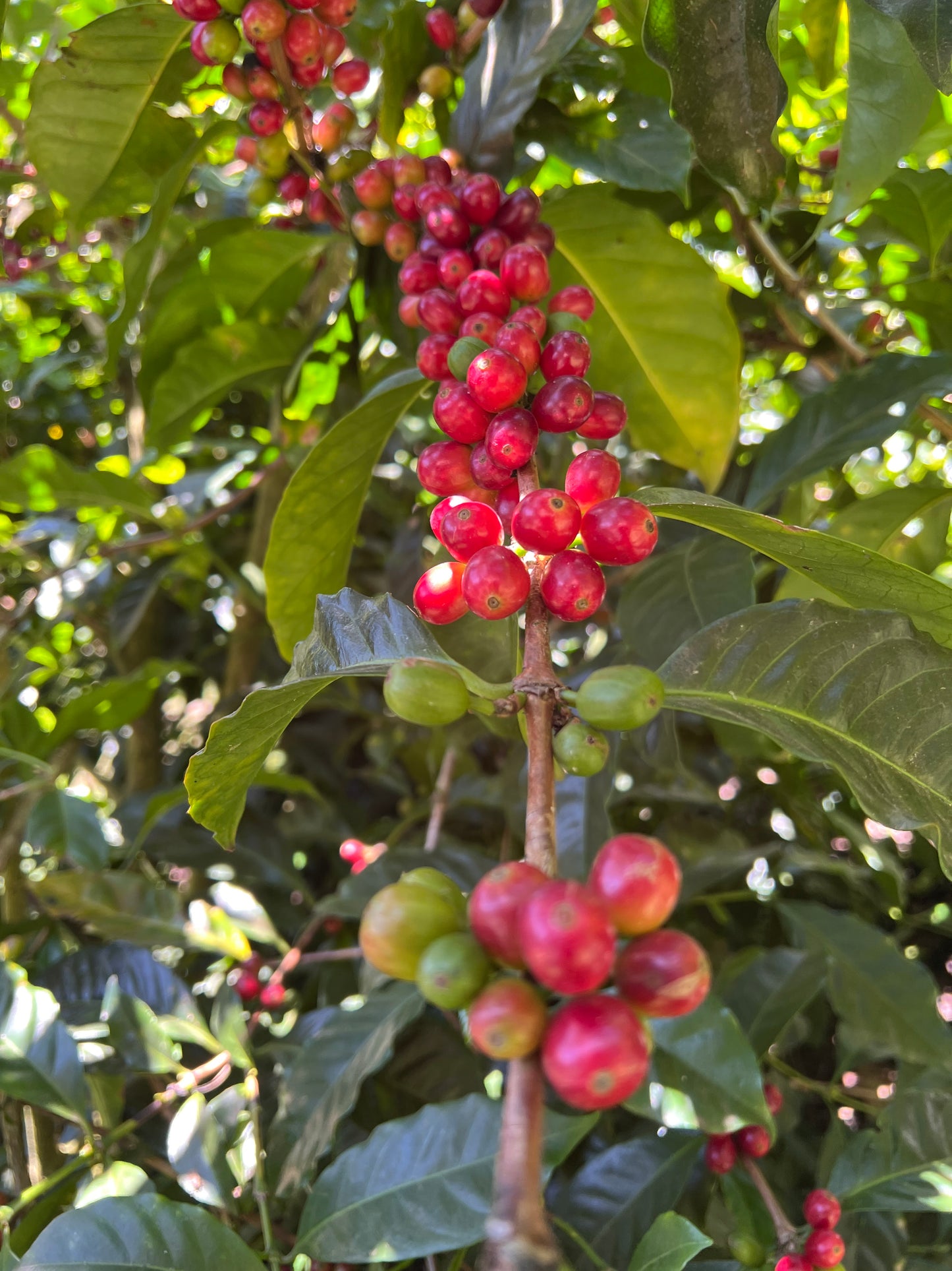Gesha - Dark Room Dried Natural - Elida Estate, Aguacate Lot