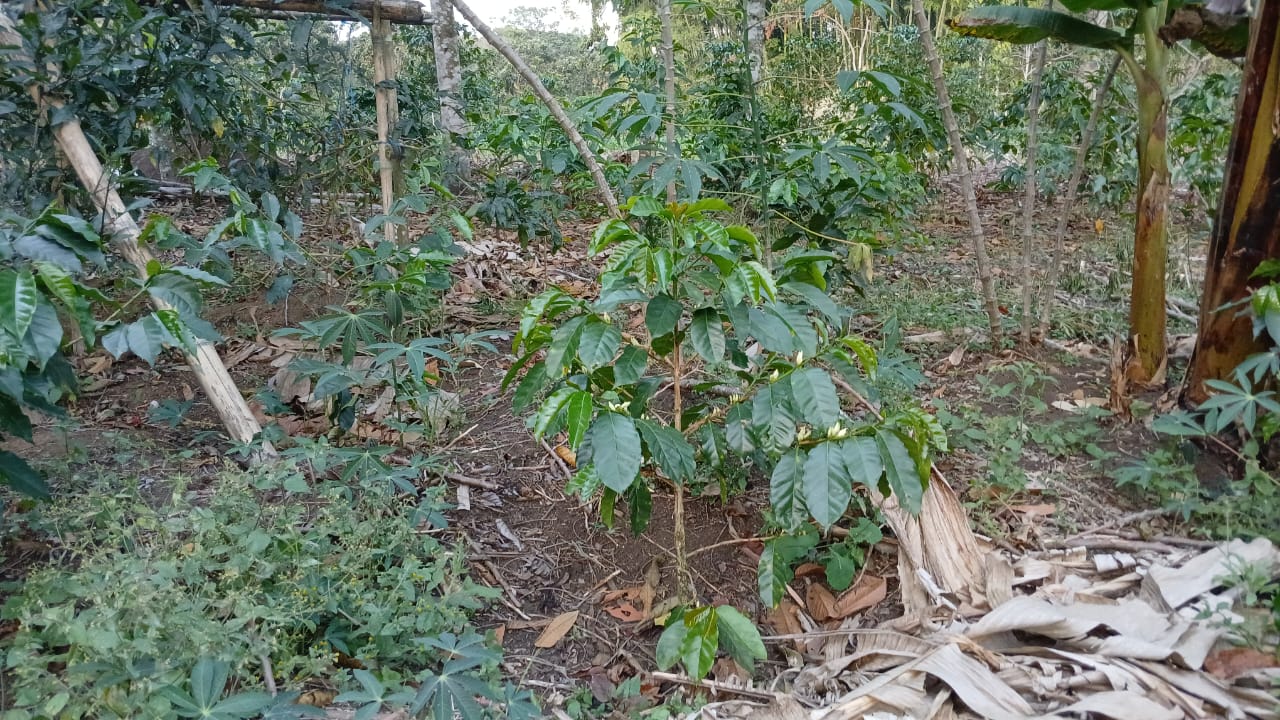 Gesha - Washed - Finca El Sendero